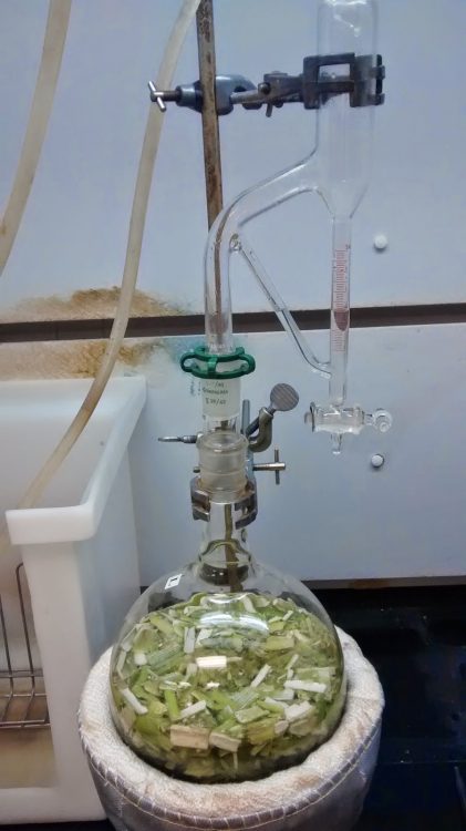 clevenger apparatus essential oil extraction